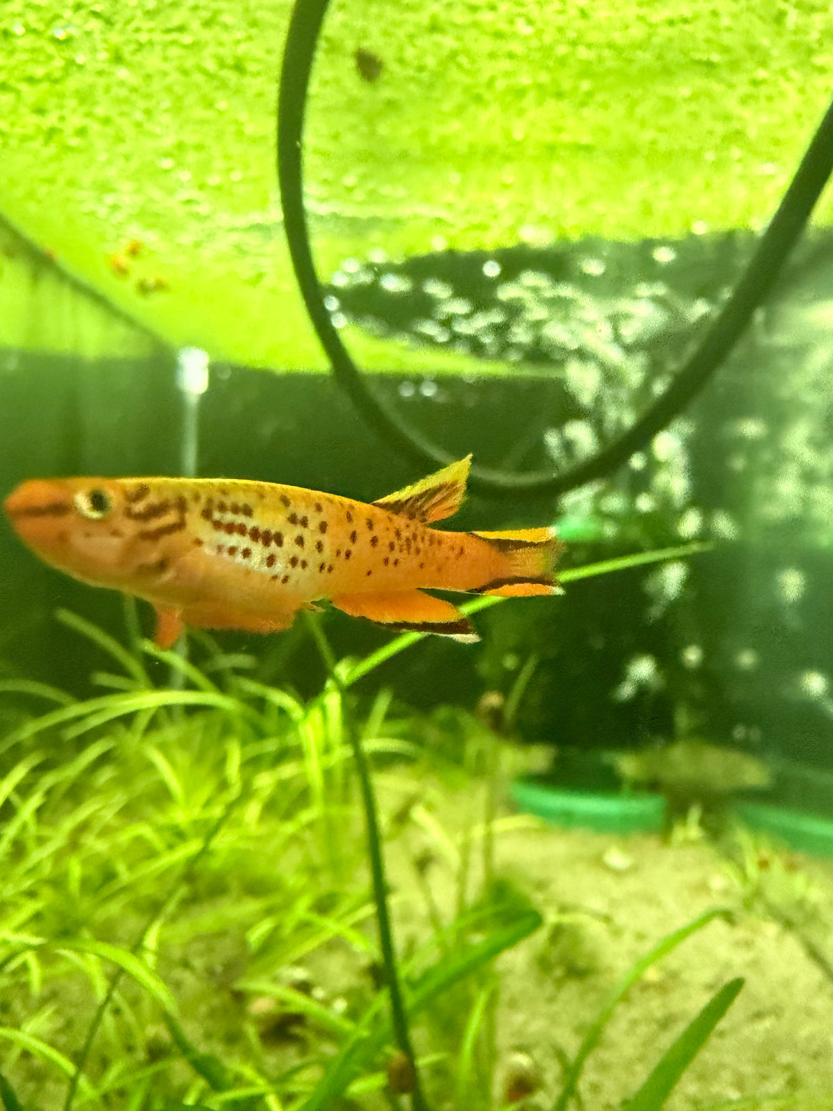 Aphyosemion australe – Orange Lyretail Killifish for Freshwater Aquariums Pair