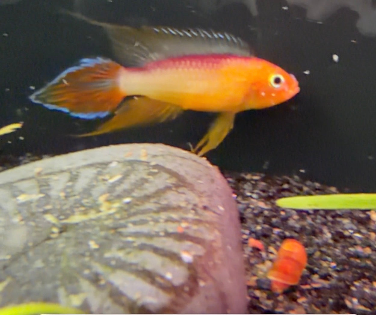 Apistogramma agassizii male wysiwyg