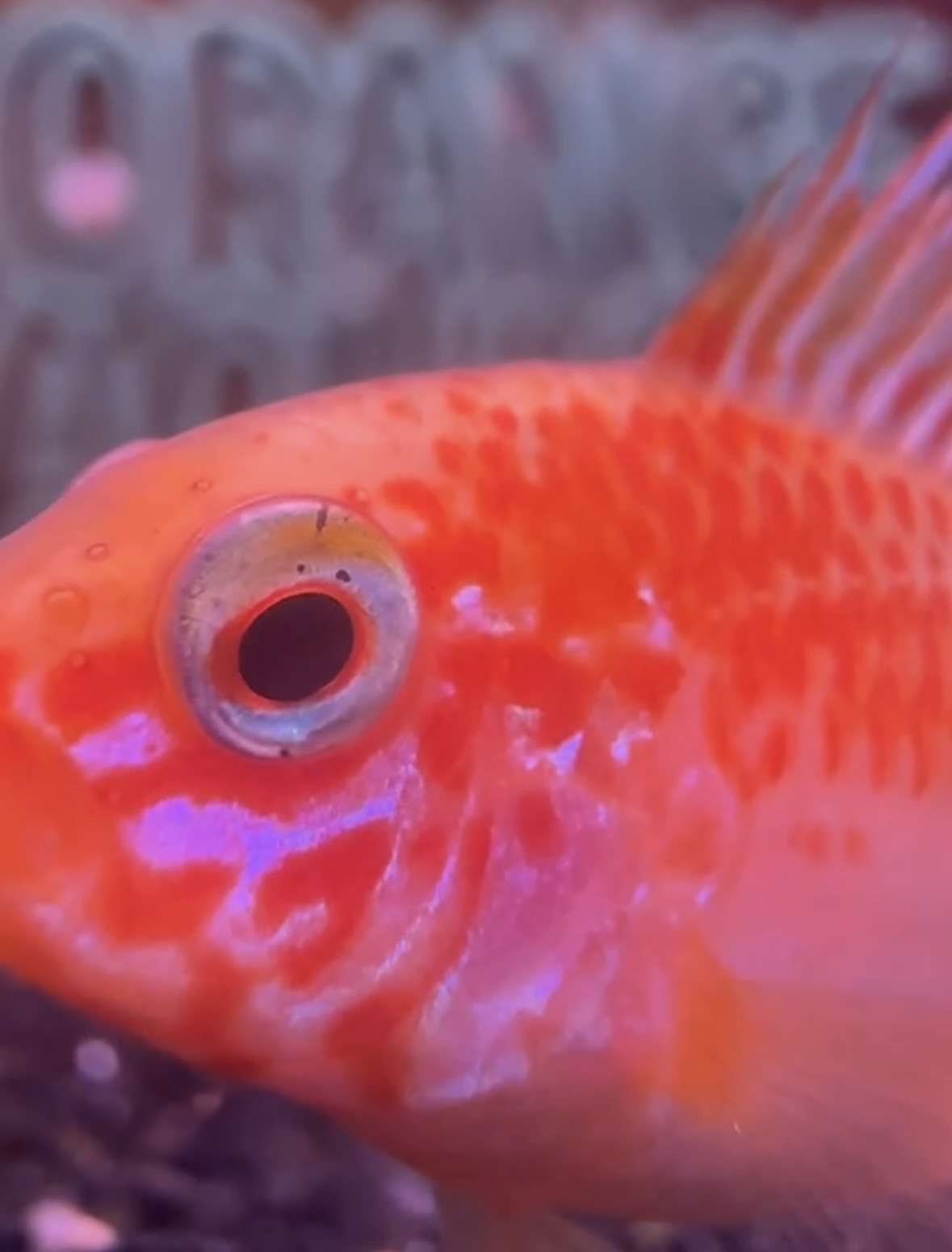 A brightly colored male Apistogramma macmasteri gold up close 