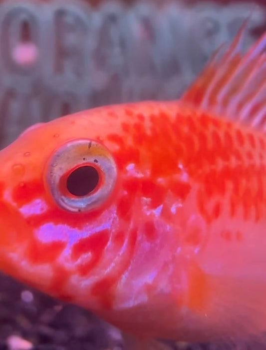 A brightly colored male Apistogramma macmasteri gold up close 