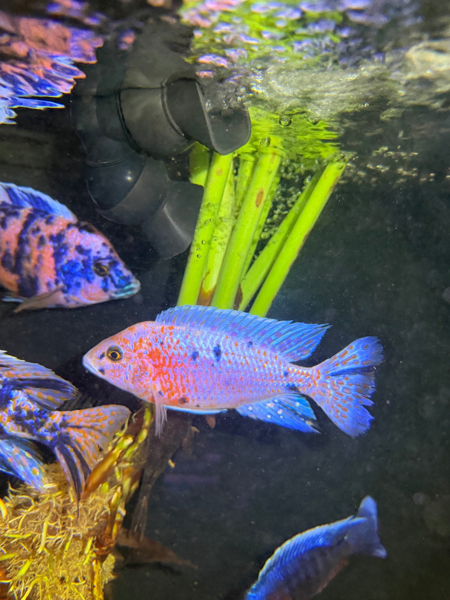 OB Peacock Pink Blue Raspberry fry 12 pack 1/2-3/4” African cichlid tank starter.