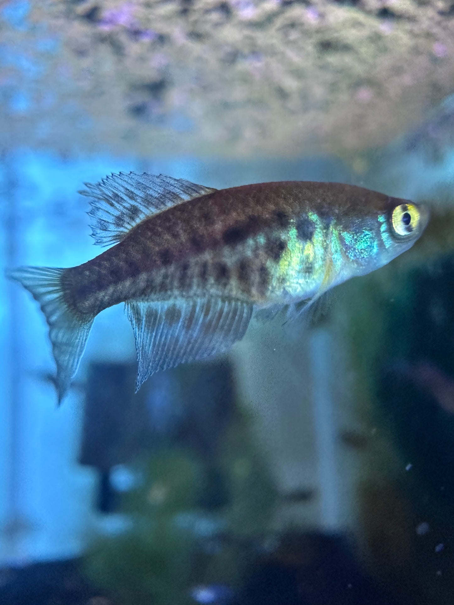 Simpsonichthys constanciae
 Killifish for Sale | Captive Bred Annual Killifish