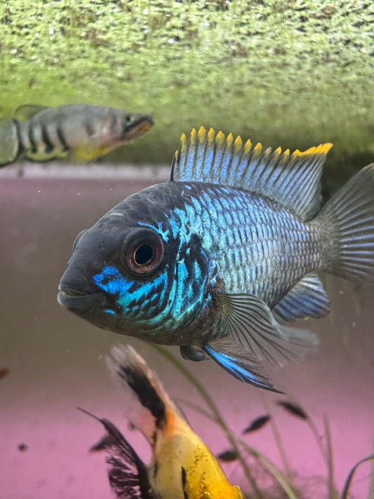 Electric Blue Acara group of 10