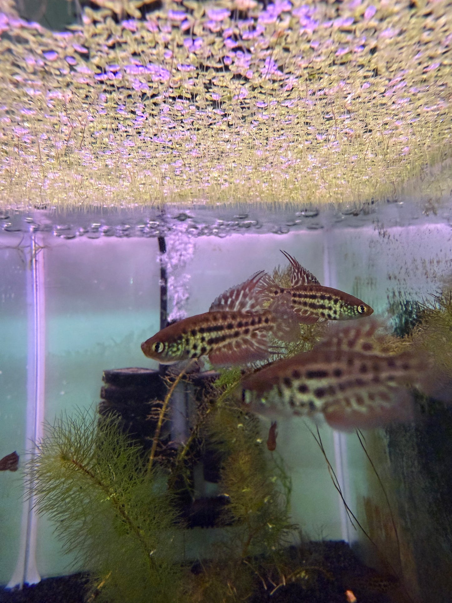 Simpsonichthys constanciae
 Killifish for Sale | Captive Bred Annual Killifish pair