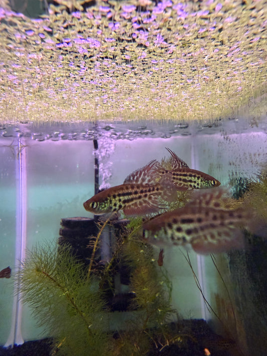 Simpsonichthys constanciae
 Killifish for Sale | Captive Bred Annual Killifish pair