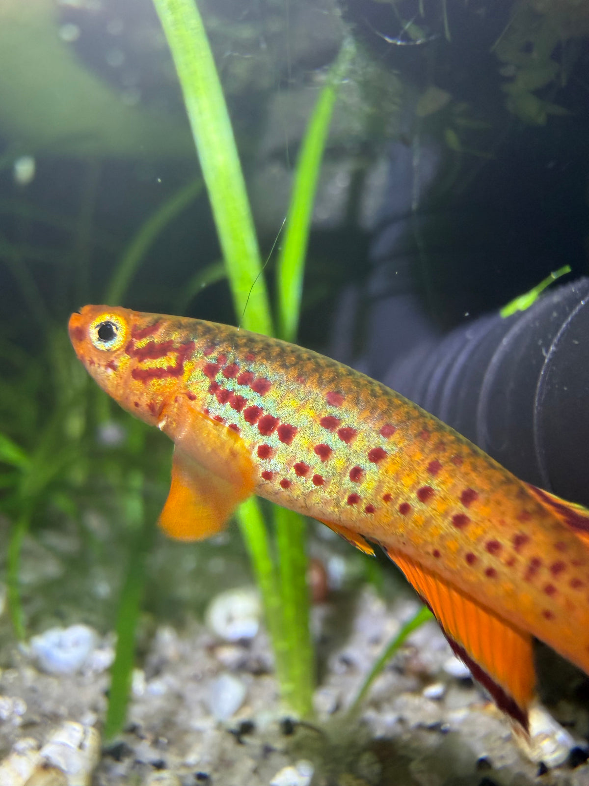 Aphyosemion australe – Orange Lyretail Killifish for Freshwater Aquariums Pair