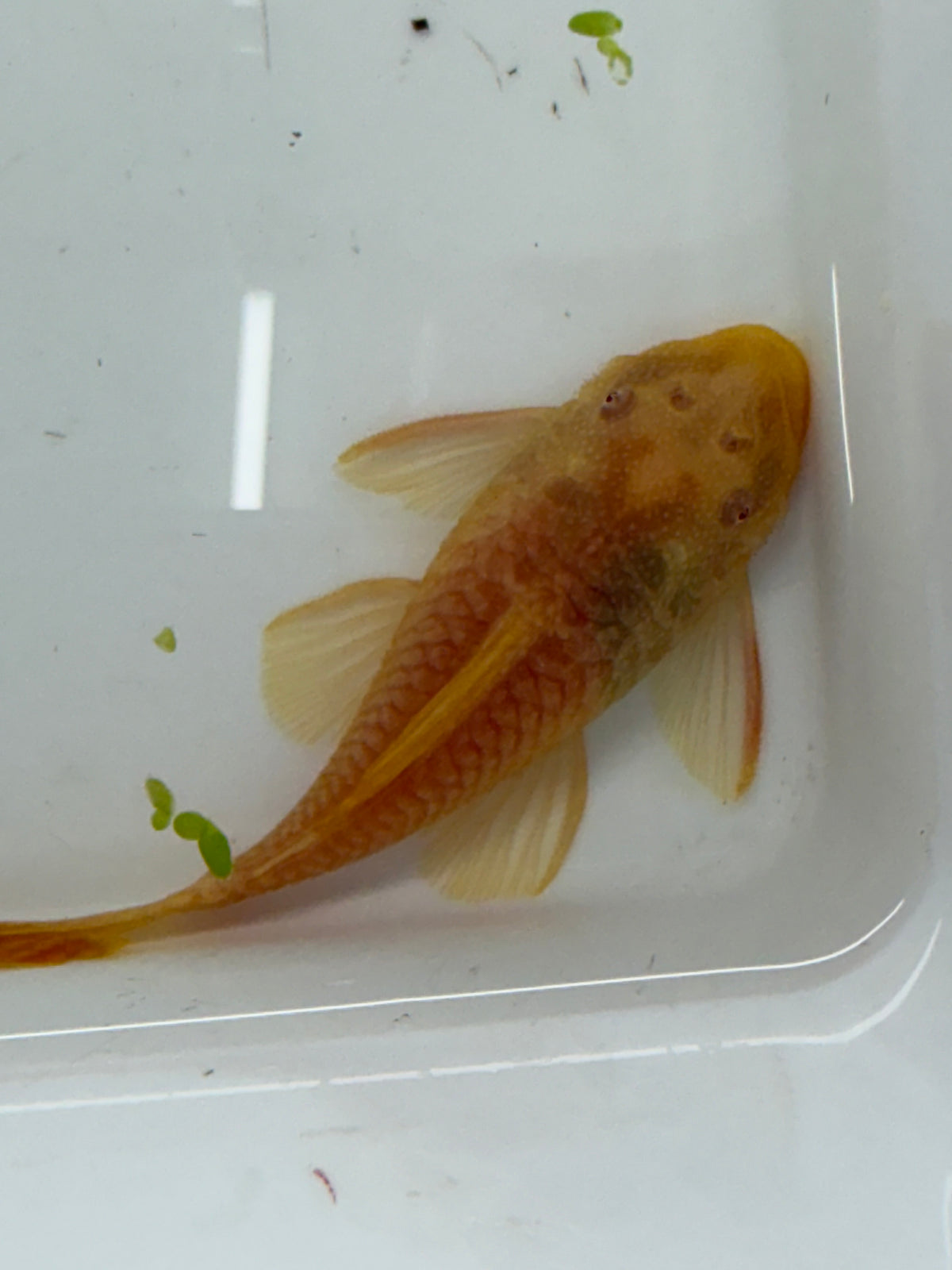 WYSIWYG ALBINO BRISTLENOSE PLECO PAIR 3”