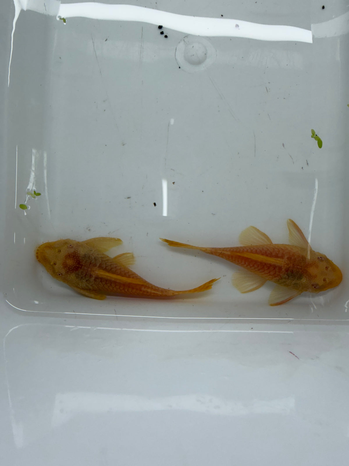 WYSIWYG ALBINO BRISTLENOSE PLECO PAIR 3”