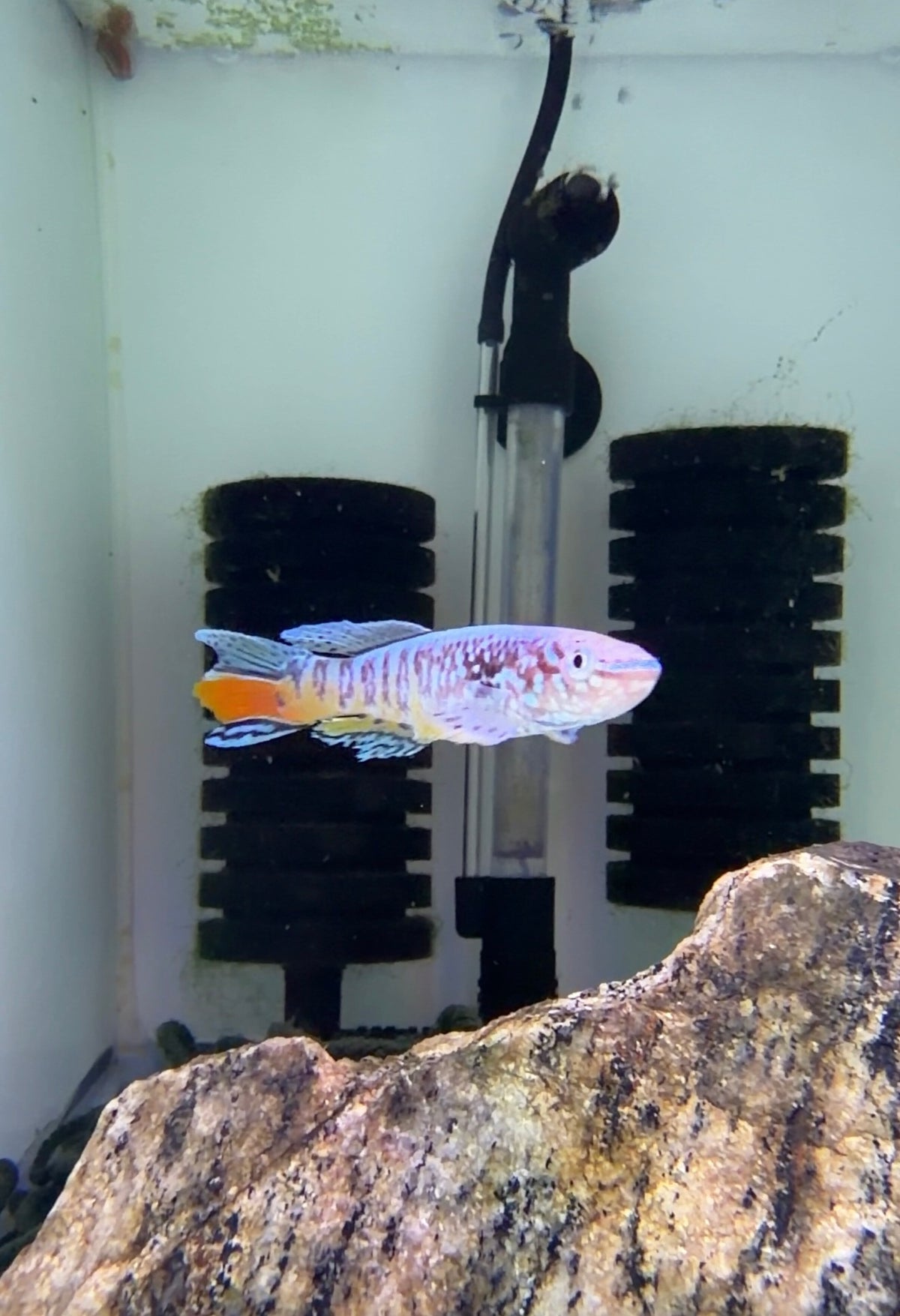 WYSIWYG Blue gularis “Orange Aquatics strain” premium male