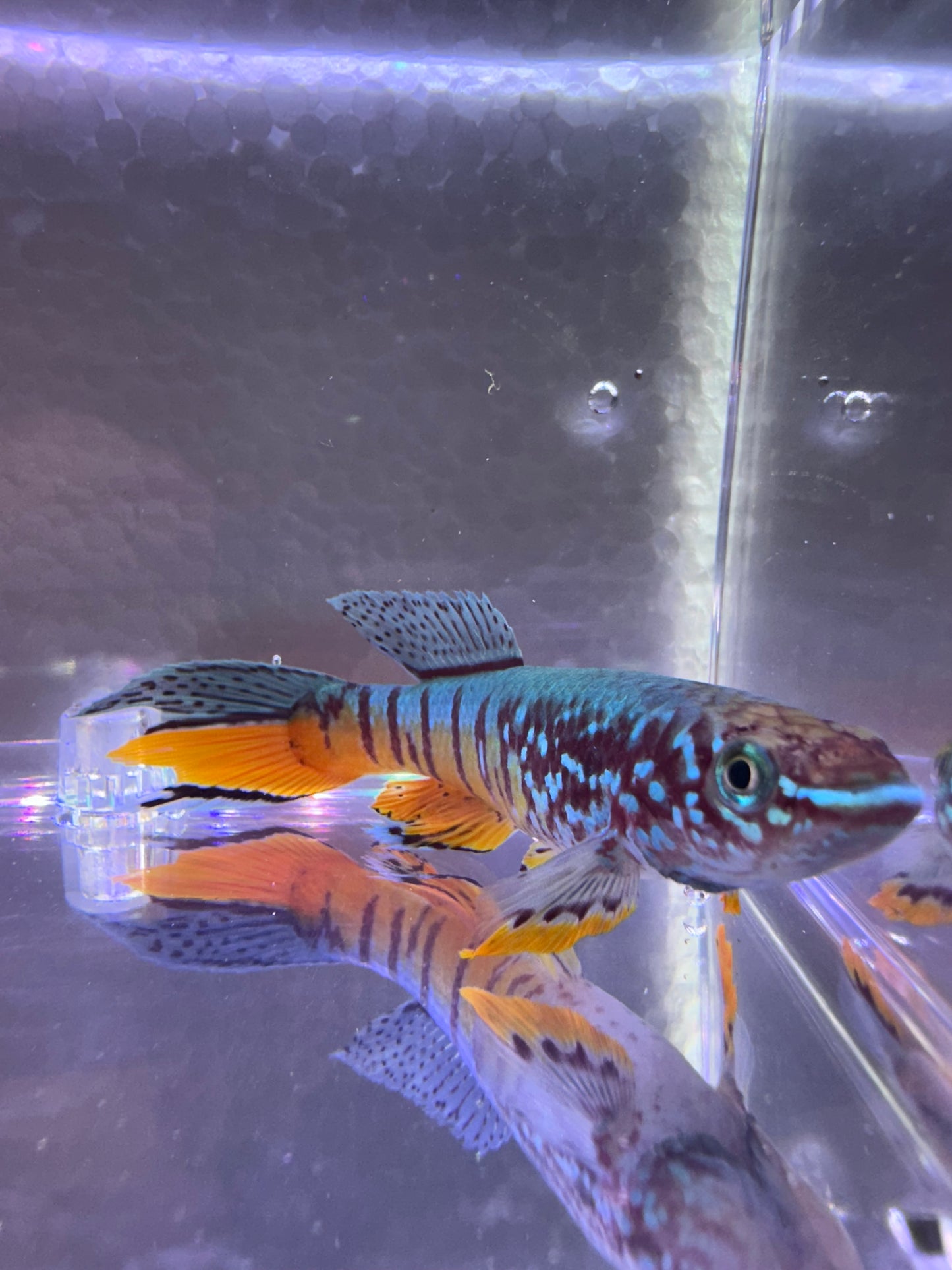 Colorful blue gularis killifish with blue, orange, red, and black patterns in an aquarium.