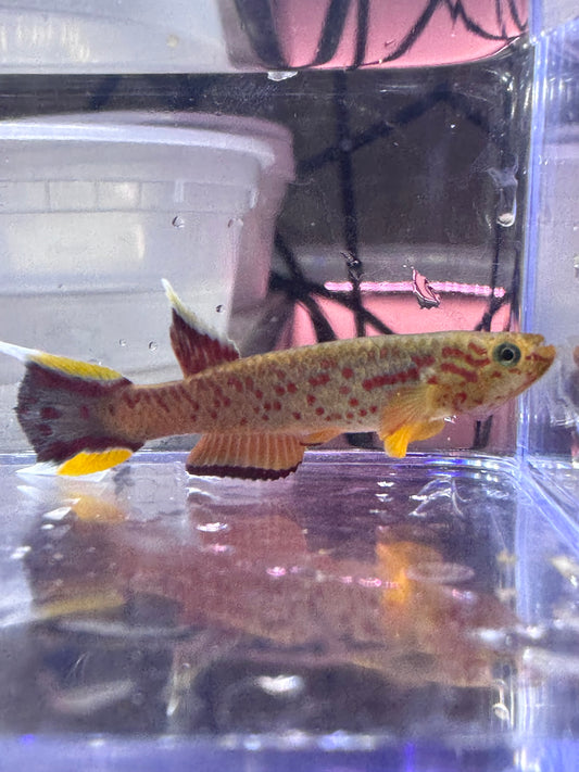 Aphyosemion Australe chocolate