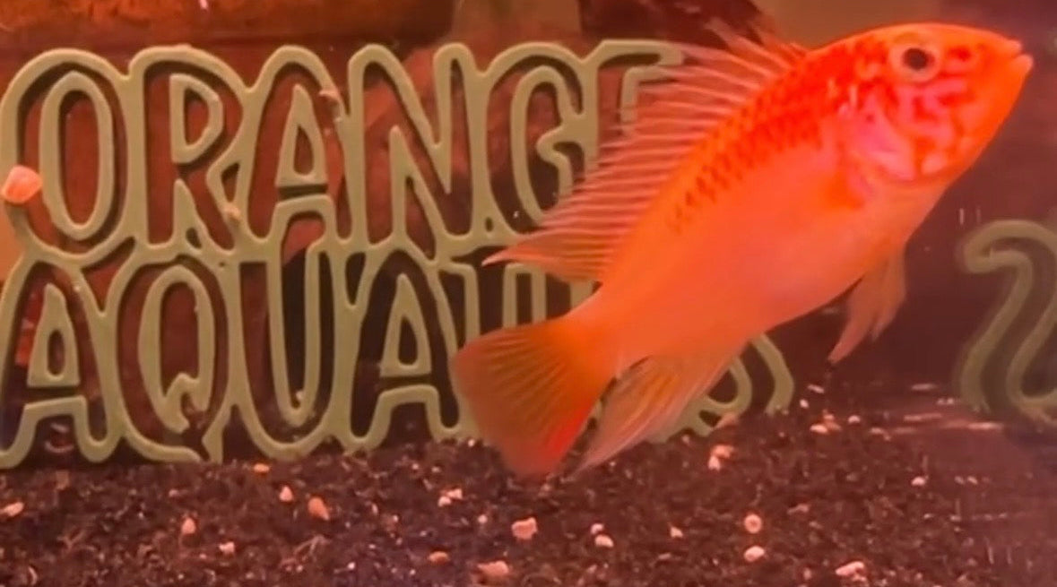 An apistogramma macmasteri gold swimming next to Orange aquatics logo
