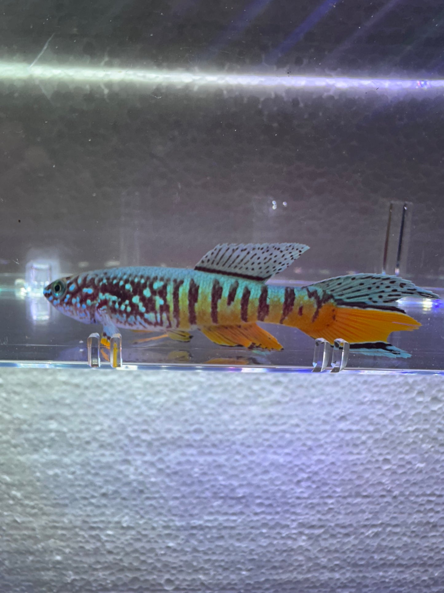 Fundulopanchax sjoestedti blue gularis dwarf red trio