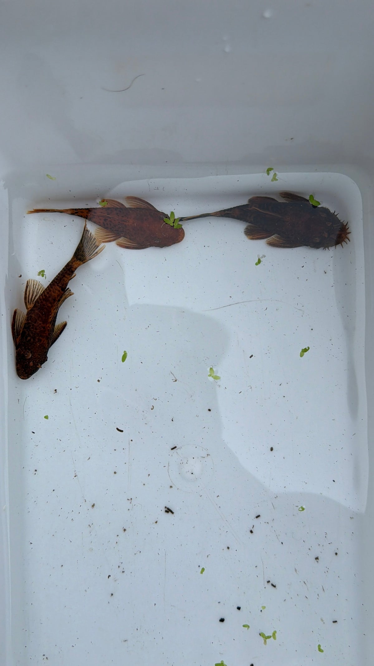 WYSIWYG Calicou red bristlenose PLECO trio 1 male and 2 females 3”