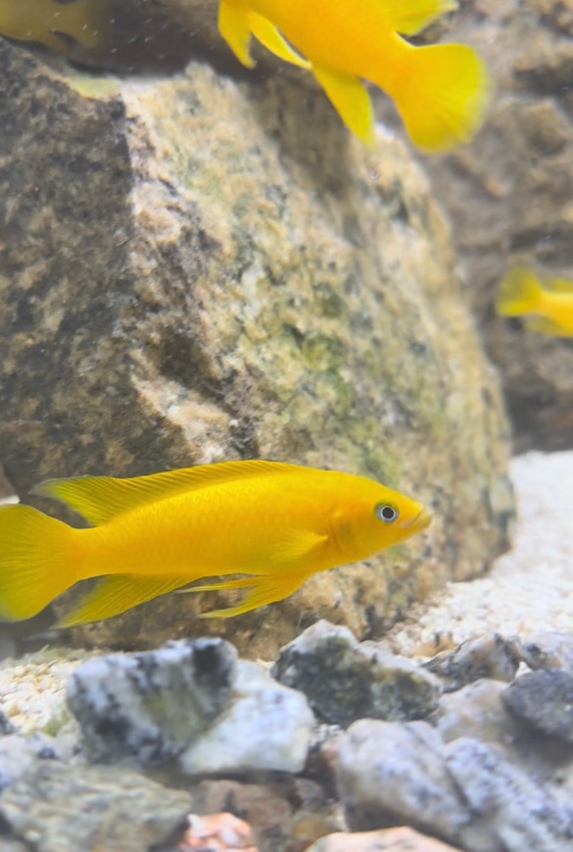 Bright yellow Neolamprologus leleupi cichlids 