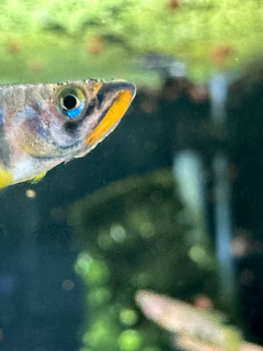 Epiplatys dageti – Peaceful Live Killifish for Freshwater Aquariums Pair