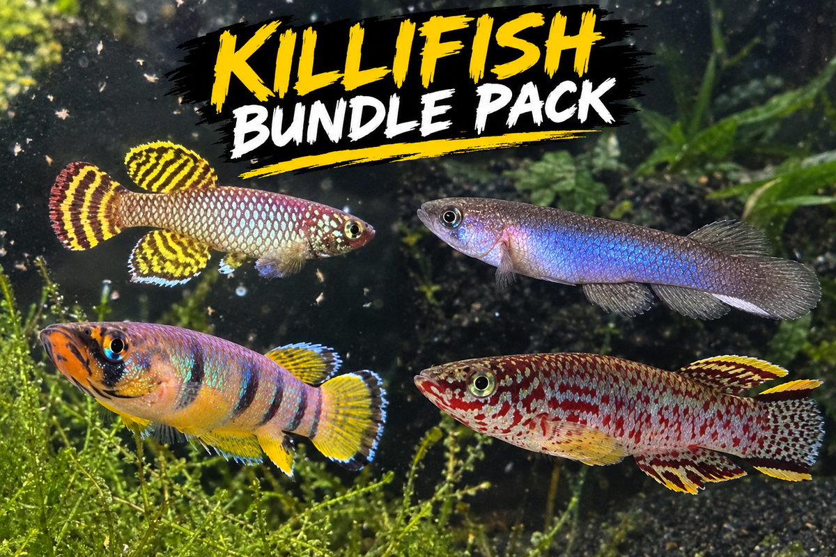 Killifish male bundle 6 pack