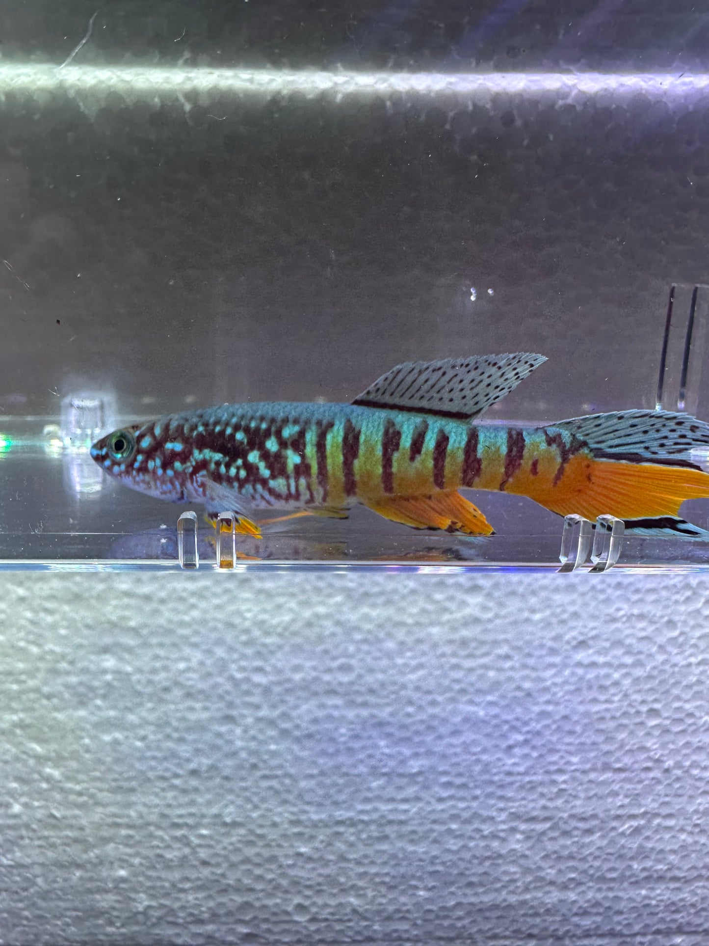 RARE KILLIFISH Pair Fundulopanchax sjoestedti RED DWARF  Gularis 1m/1f