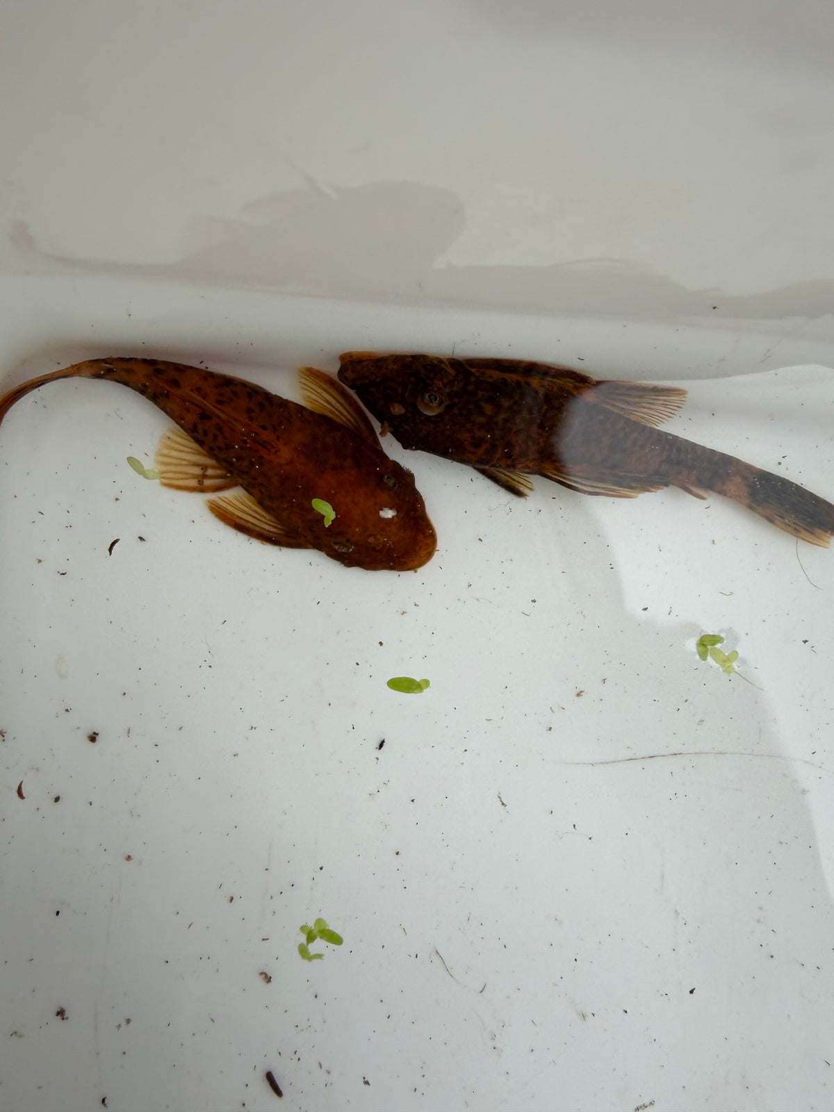 WYSIWYG Calicou red bristlenose PLECO trio 1 male and 2 females 3”