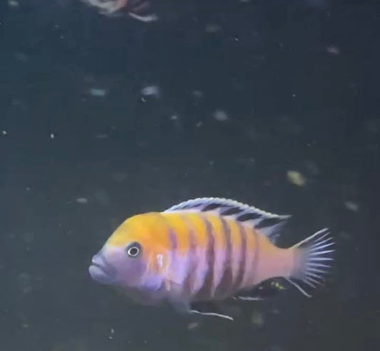 Cynotilapia zebroides "Cobue" Group of 6