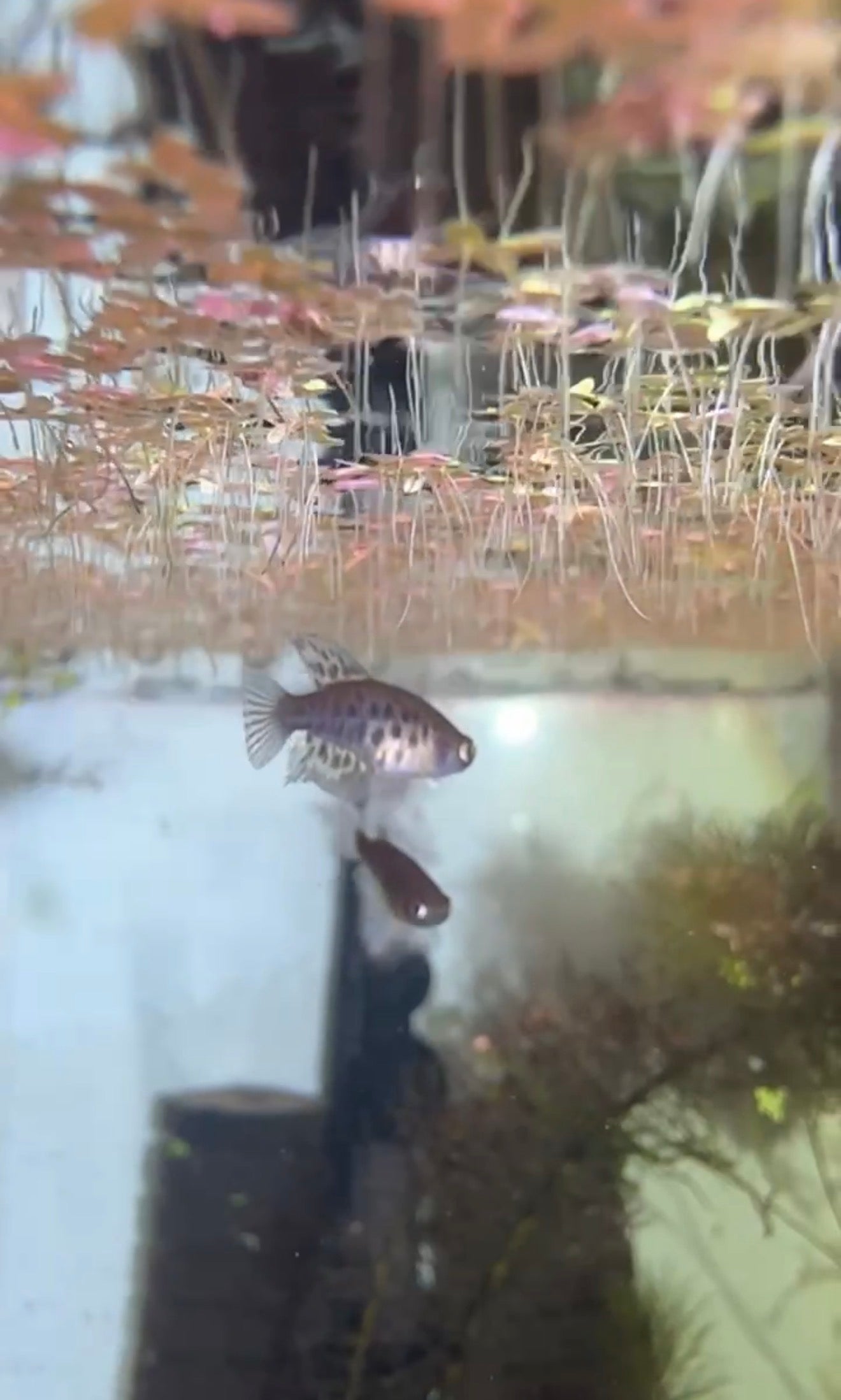 Simpsonichthys constanciae
 Killifish for Sale | Captive Bred Annual Killifish