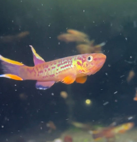 Colorful Aphyosemion australe killifish swimming in an aquarium with a dark background