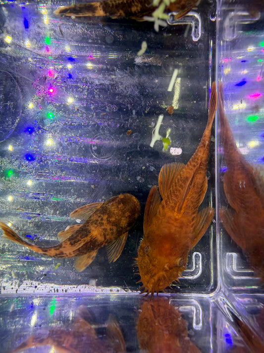 WYSIWYG Super red x calicou red bristlenose pair