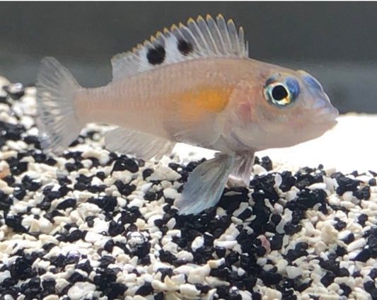 Neolamprologus kungweensis Pair