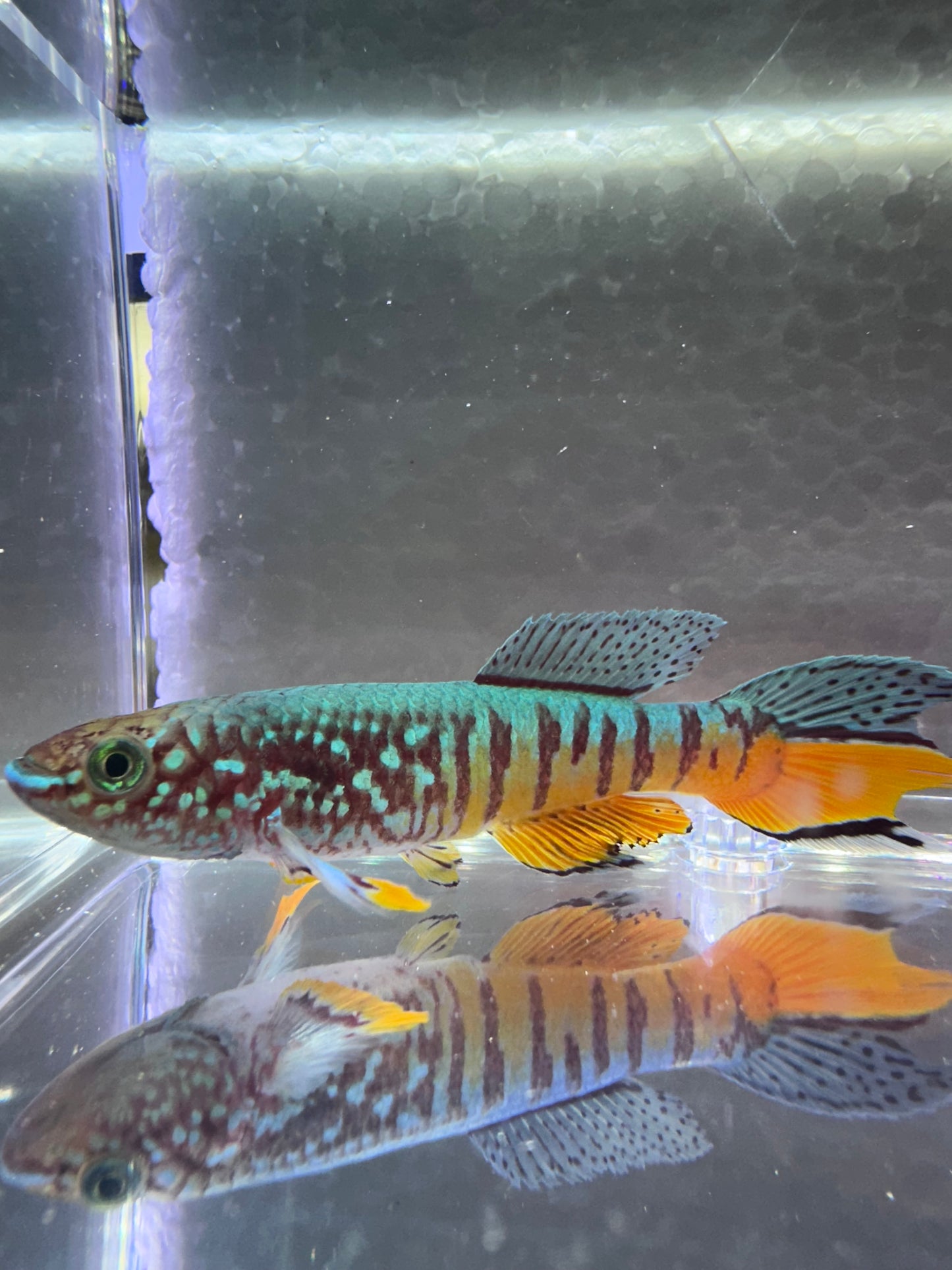 RARE KILLIFISH Pair Fundulopanchax sjoestedti RED DWARF  Gularis 1m/1f