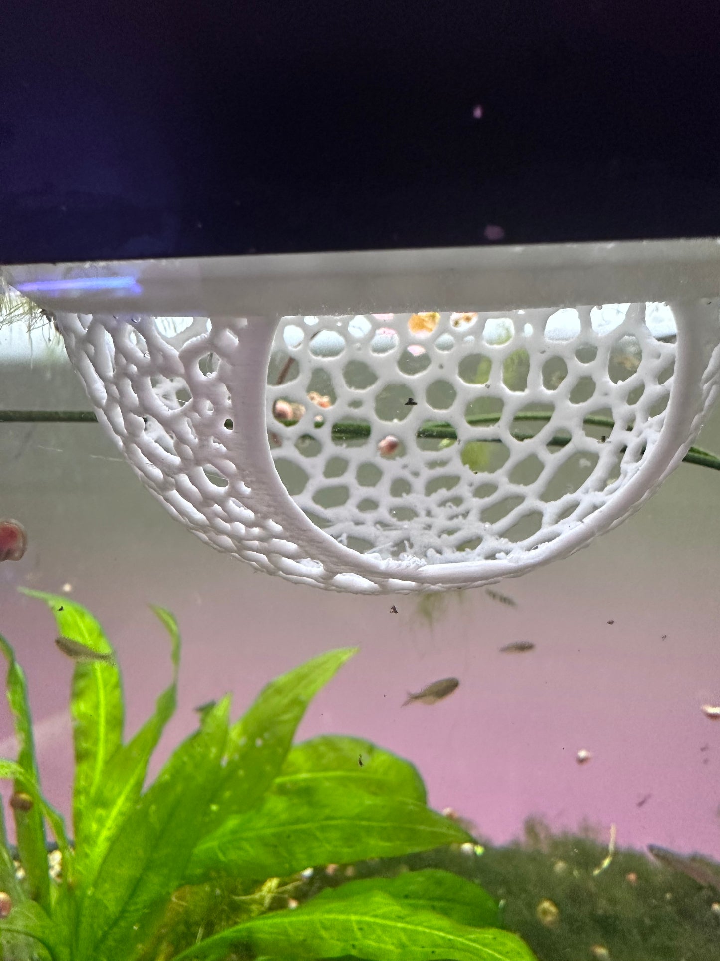 2 Floating Fry Caves FREE SHIPPING