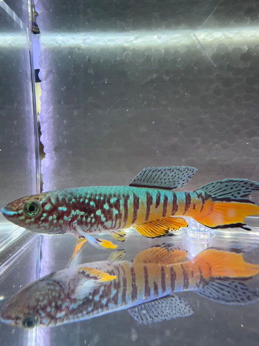 Brightly colored Blue gularis killifish waiting to be sold