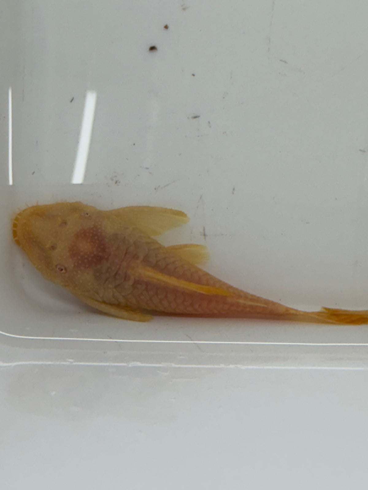 WYSIWYG ALBINO BRISTLENOSE PLECO PAIR 3”