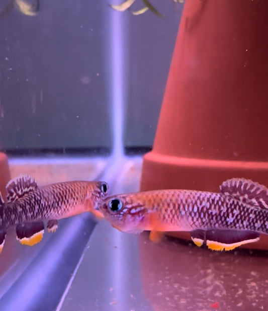 Two gorgeous male Fundulopanchax Cinnamoneus killifish sparring 