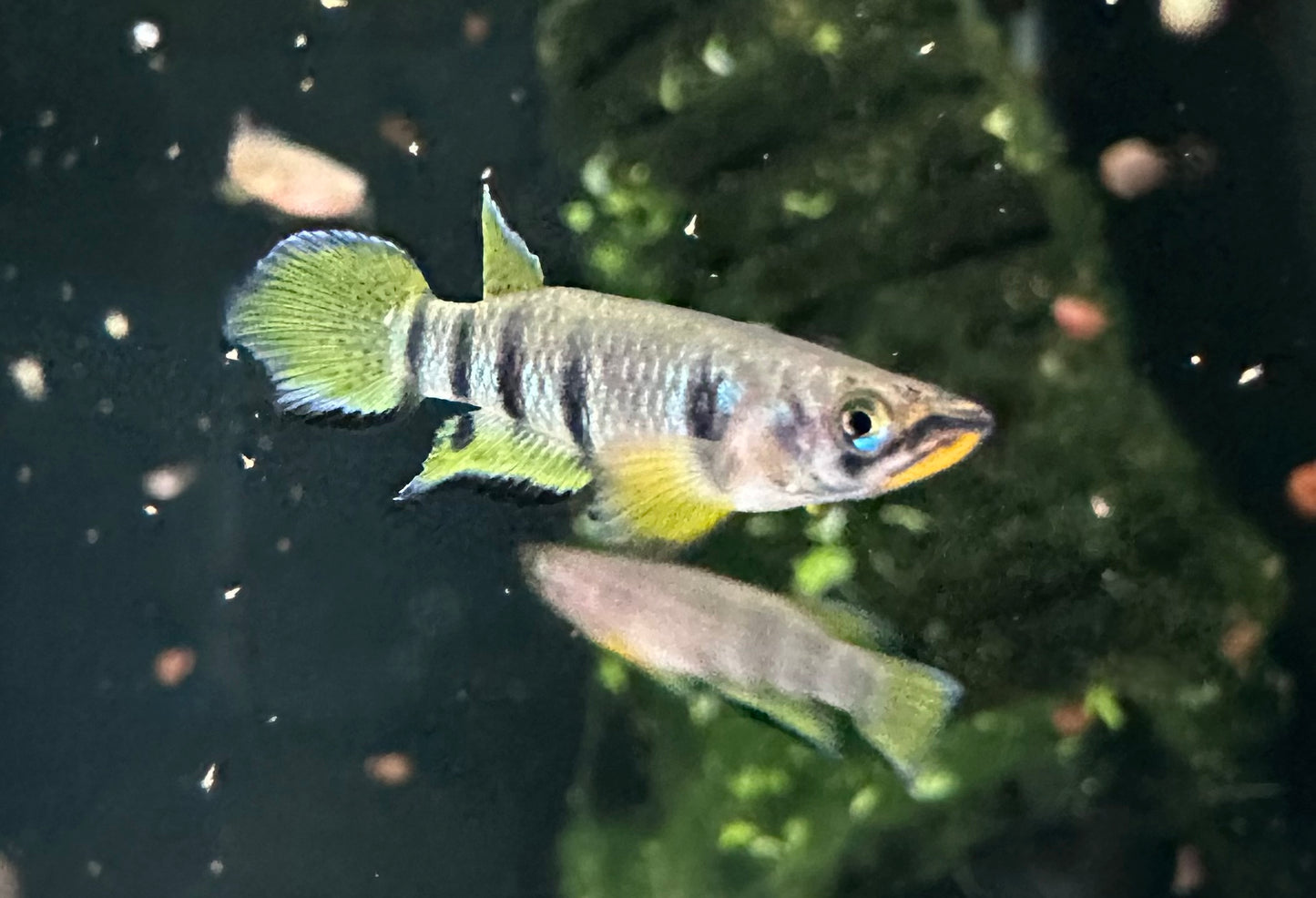 Epiplatys dageti – Peaceful Live Killifish for Freshwater Aquariums Pair