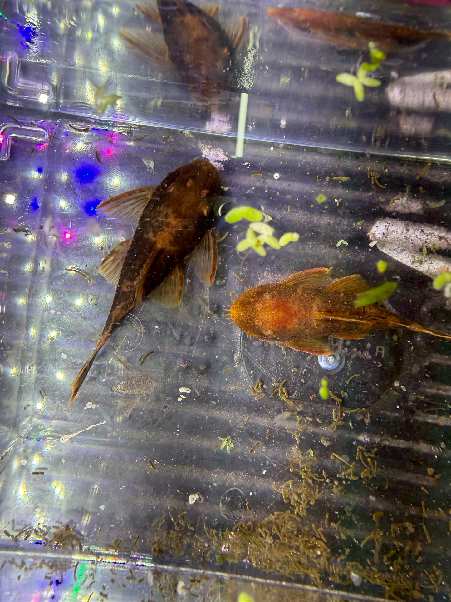 Calicou red bristlenose pair wysiwyg