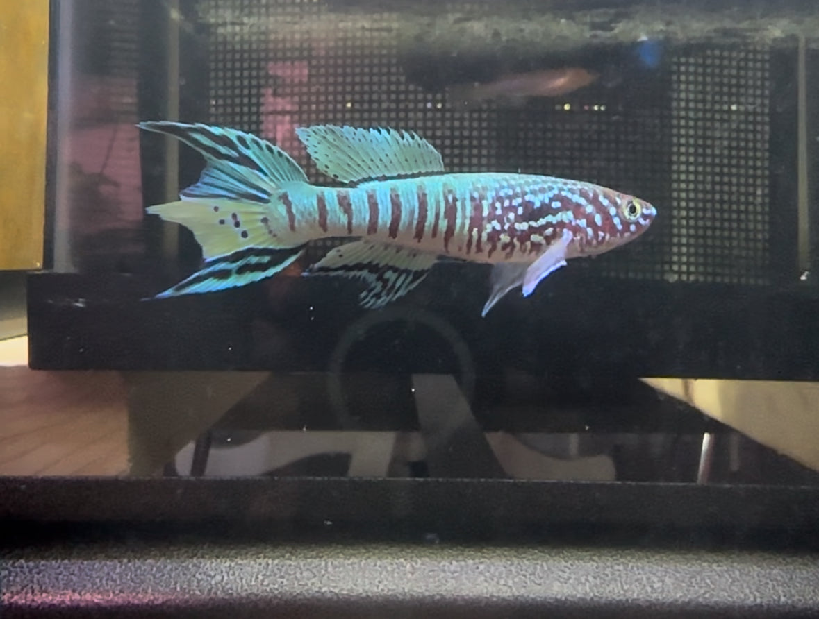 Blue Gularis Killifish – Live Fish, Rare Freshwater Aquarium Fish
 Fundulopanchax sjoestedti OTERI