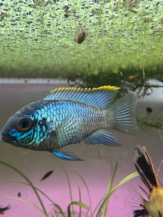 Electric Blue Acara Group of 2
