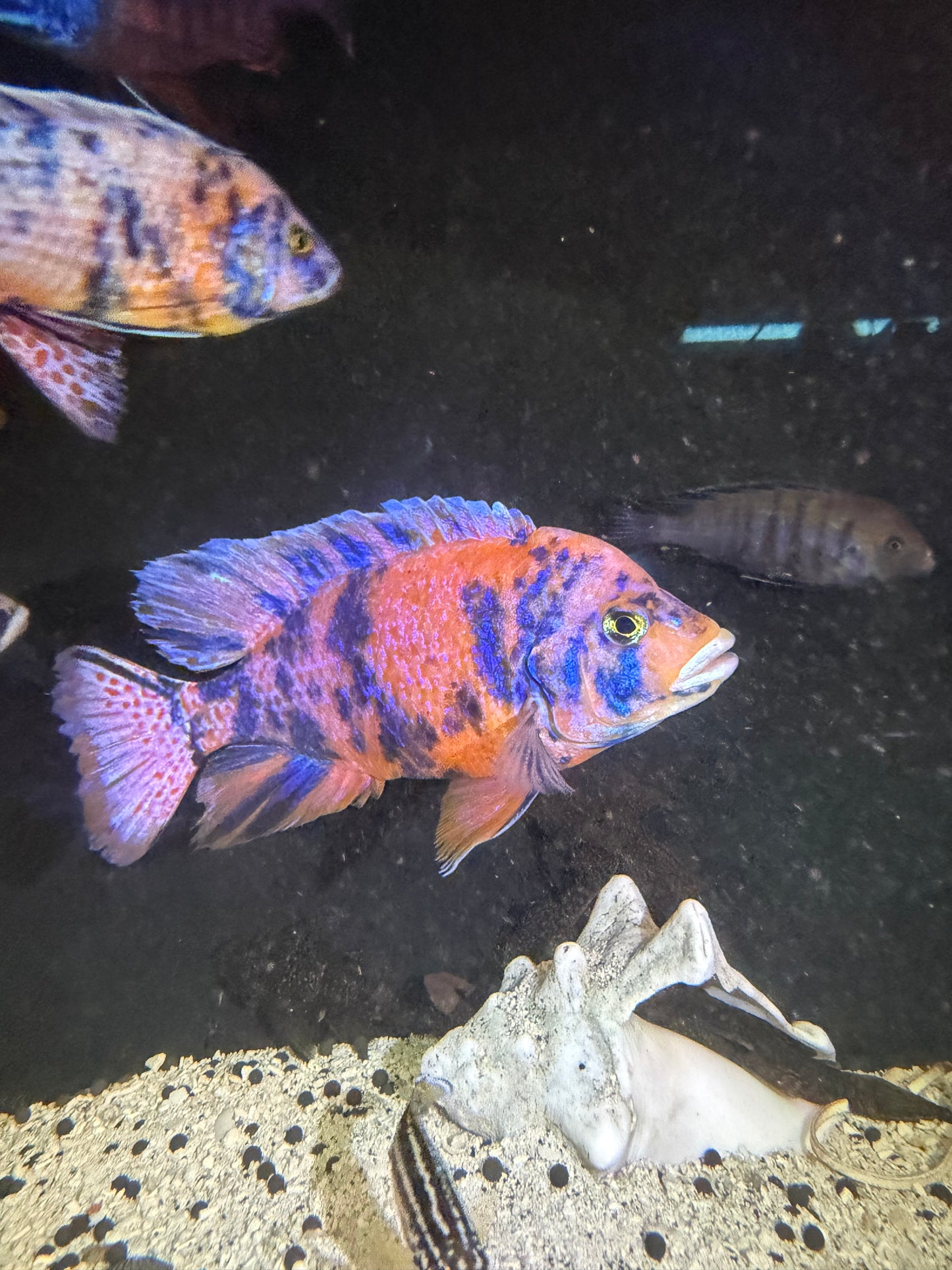 OB Peacock Pink Blue Raspberry fry 12 pack 1/2-3/4” African cichlid tank starter.