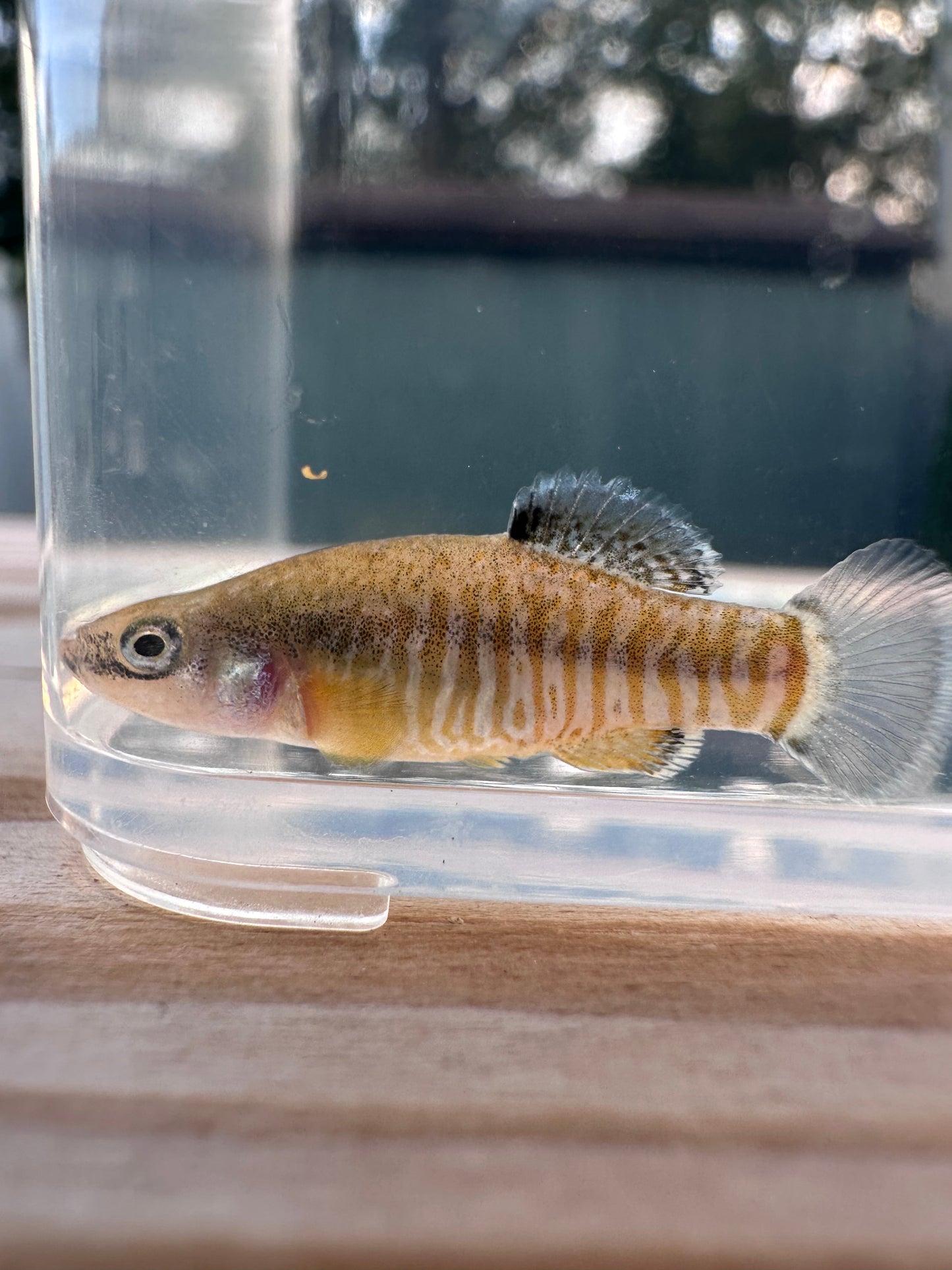 Aphanius farsicus fish in a clear container with a blurred background