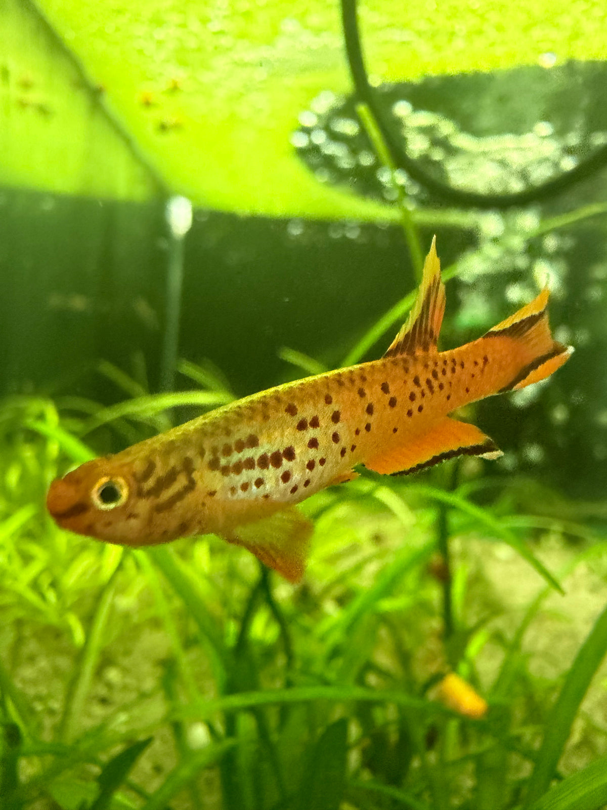 Aphyosemion australe – Orange Lyretail Killifish for Freshwater Aquariums Pair