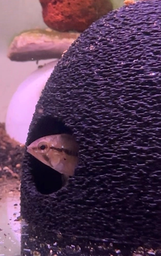 “The safe cave” apistogramma cave fish cave small FREE SHIPPING
