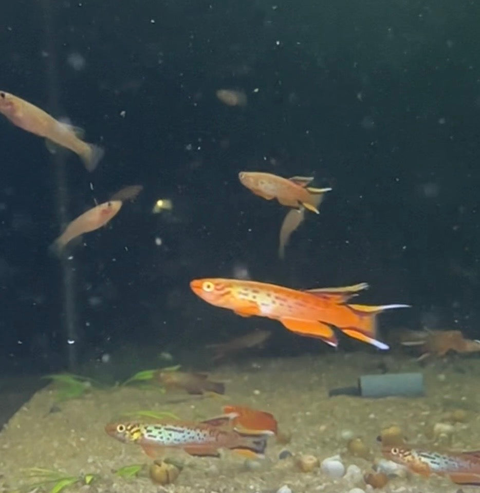 Aphyosemion australe killiFish swimming in an aquarium with a dark background