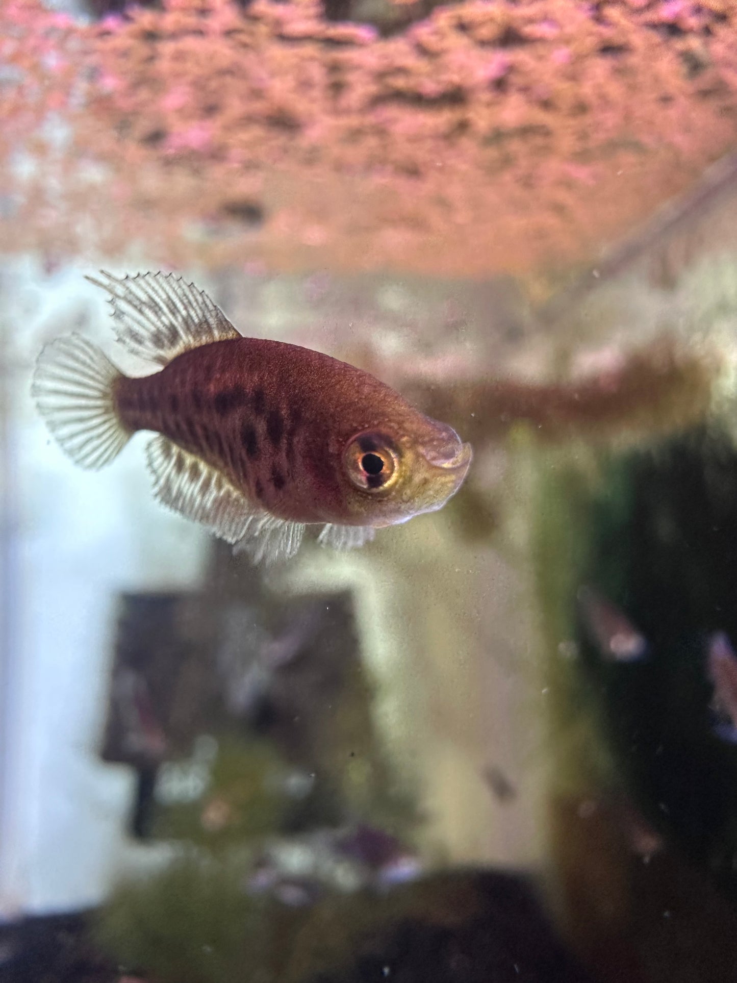 Simpsonichthys constanciae
 Killifish for Sale | Captive Bred Annual Killifish