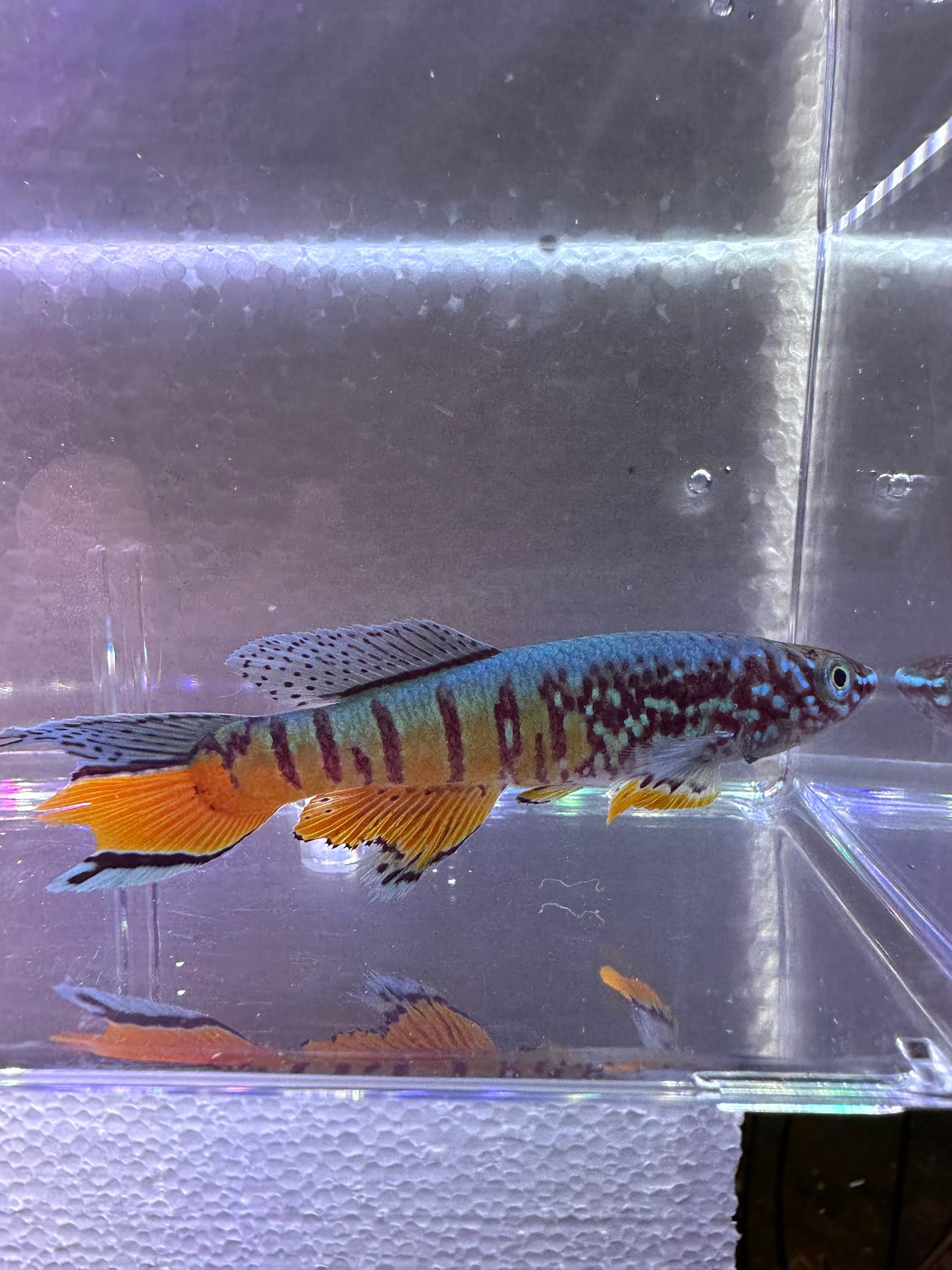 Fundulopanchax sjoestedti blue gularis dwarf red trio