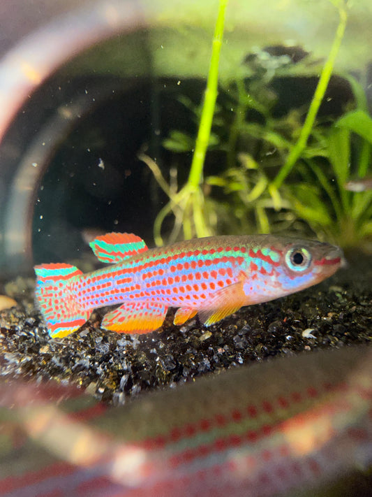 Aphyosemion striatum lamberene live killifish pair