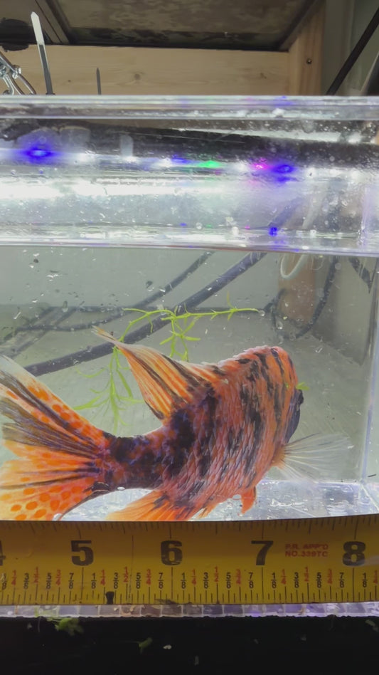 WYSIWYG 7” ob peacock African cichlid