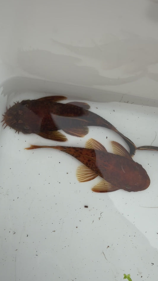 WYSIWYG Calicou red bristlenose PLECO trio 1 male and 2 females 3”