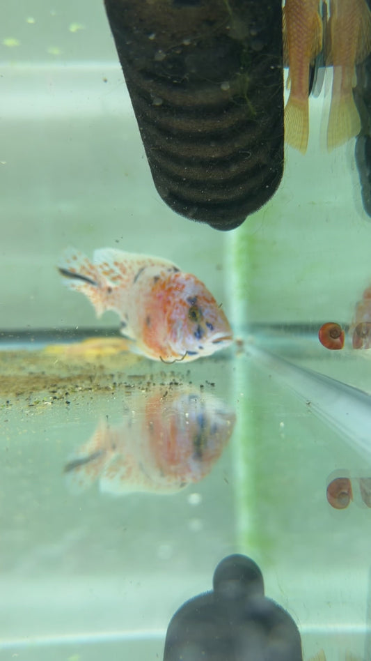 WYSIWYG 6” male OB PEACOCK AFRICAN CICHLID