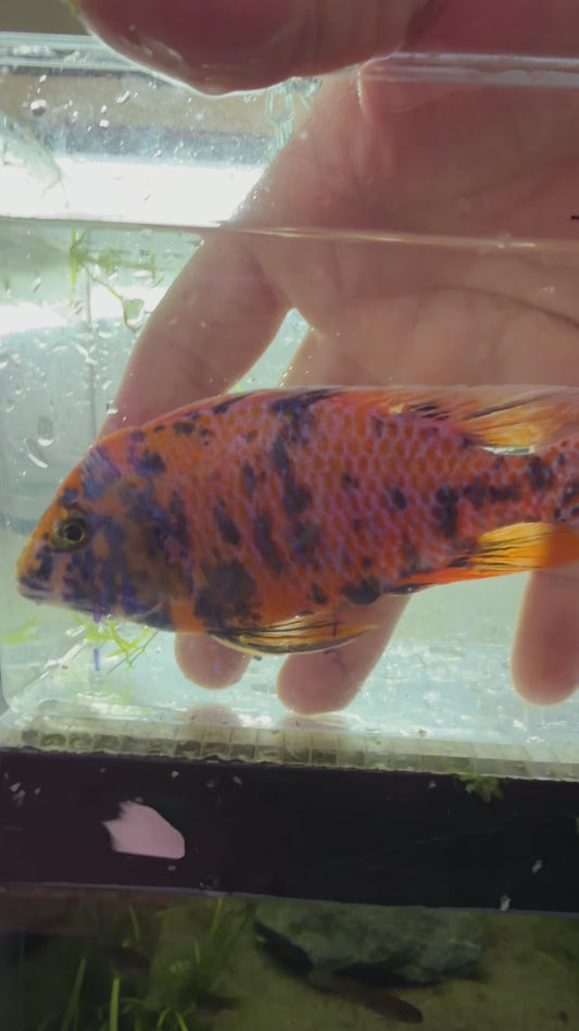 WYSIWYG 6” OB PEACOCK MALE AFRICAN CICHLID